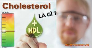 HDL Cholesterol là gì? Vai trò, lợi ích  HDL của Cholesterol đối với người tập gym