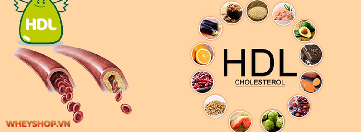 HDL cholesterol là gì? Tìm hiểu vai trò, lợi ích của HDL Cholesterol và dinh dưỡng và tập luyện thế nào để nâng cao nồng độ HDL Cholesterol cho người tập gym?