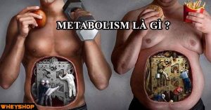 Metabolism là gì ?