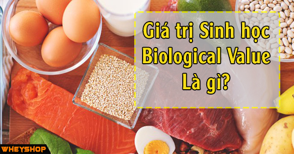 Giá trị sinh học (BV) là chỉ số quan trọng để đánh giá chất lượng protein? 
