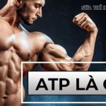 Nguồn năng lượng để cơ bắp của bạn hoạt động chính là ATP, vậy ATP là gì, người tập thể hình cần lưu ý gì để duy trì ATP khi tập gym?...