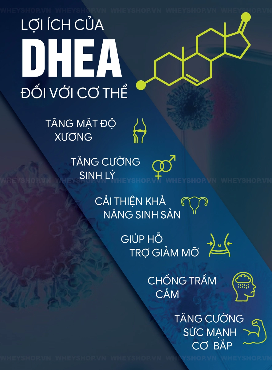 DHEA (Dehydroepiandrosterone) còn được gọi là androstanolone, là một hormone steroid nội tiết tố ảnh hưởng tới quá trình hoạt động duy trì cơ thể khỏe mạnh...