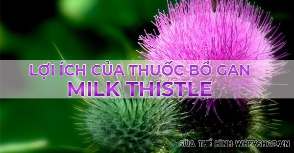 Thuốc milk thistle 7500mg được chiết xuất từ thành phần chính nào?
