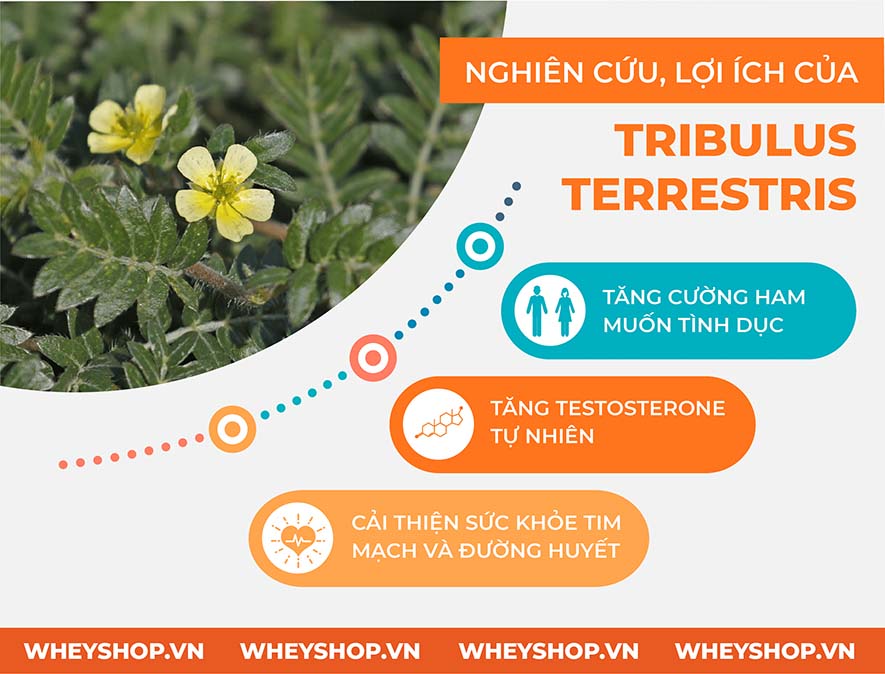 Tribulus là gì ? Tìm hiểu lợi ích của Tribulus có giúp cải thiện sinh lý, tăng testosterone không ? Tribulus Terretris có tốt không ...