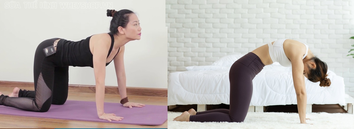 Cùng WheyShop tìm hiểu ngay 12 bài tập Yoga giảm mỡ bụng tại nhà, tập Yoga tại nhà đơn giản, hiệu quả cao dễ dàng thực hiện bất cứ lúc nào ...