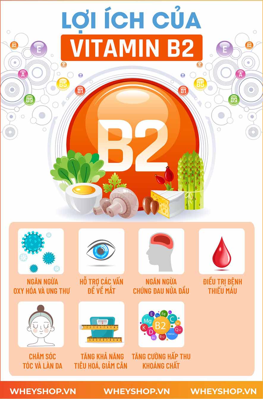 Nếu bạn đang băn khoăn về lợi ích của Vitamin B2 thì hãy cùng WheyShop tìm hiểu chi tiết qua bài viết ngay sau đây nhé...
