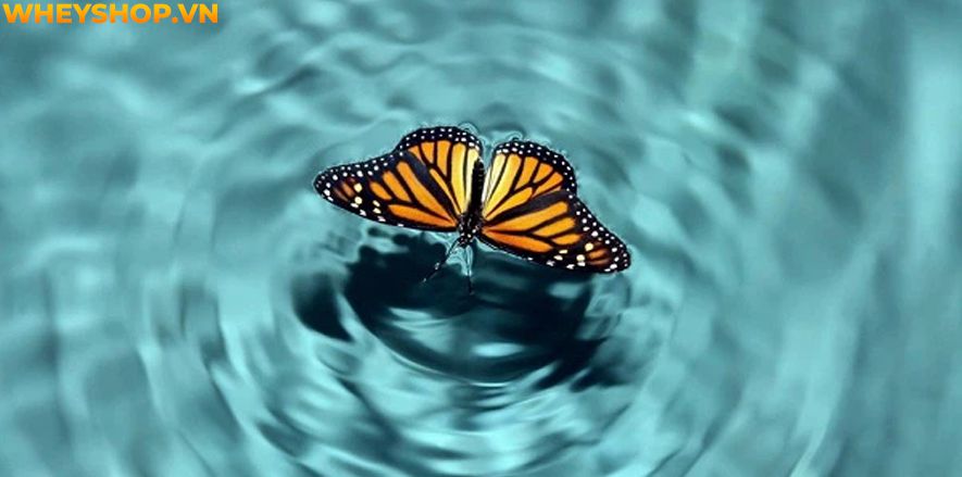 Hiệu ứng cánh bướm là tên gọi của việc một chi tiết có thể ảnh hưởng đến cả một sự việc lớn. Đây là một hiệu ứng tâm lý khá phổ biến trong cuộc sống, nhưng...