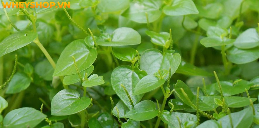 Rau càng cua là loại rau mọc dại ở Việt Nam, nhưng nó lại mang đến cho người dùng khá nhiều lợi ích không ngờ đến. Bài viết sau đây sẽ giúp bạn hiểu rõ hơn...