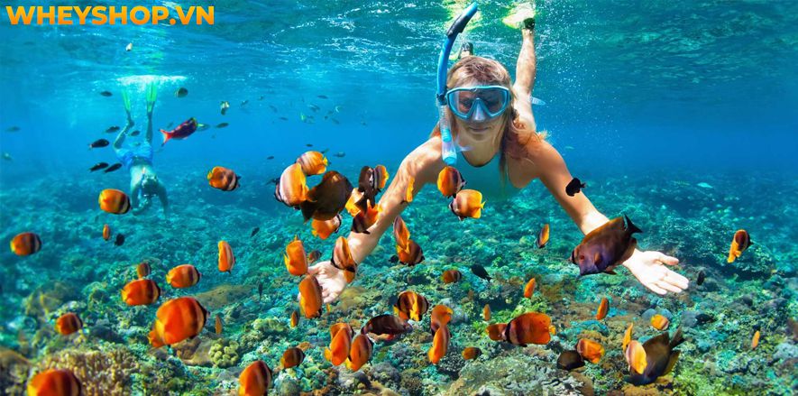 Lặn biển và snorkeling đều là những hoạt động không còn mới mẻ trong việc khám phá vẻ đẹp dưới biển. Đối với du khách, đây luôn là những trải nghiệm thú vị và khiến họ tò mò...