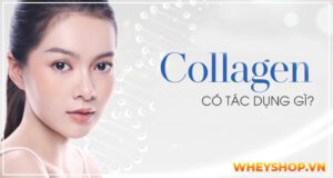 Collagen luôn được chị em phụ nữ truyền tai nhau về công dụng của việc giữ gìn sắc đẹp và chăm sóc sức khỏe đặc biệt. Biết được collagen có tác dụng gì sẽ...