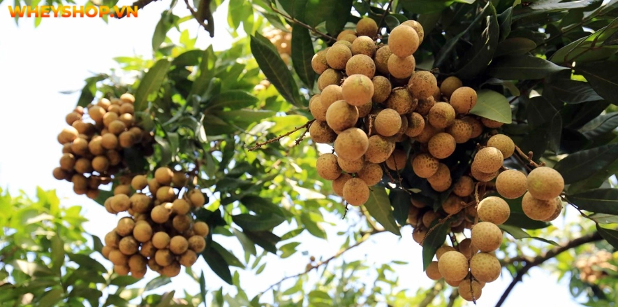 Nhãn được coi là trái cây nhiệt đới ngon bậc nhất không chỉ tại Việt Nam mà trên Thế Giới. Mặc dù ngon như vậy, nhưng nhãn bao nhiêu calo? Cùng BenhVienKim kiểm...