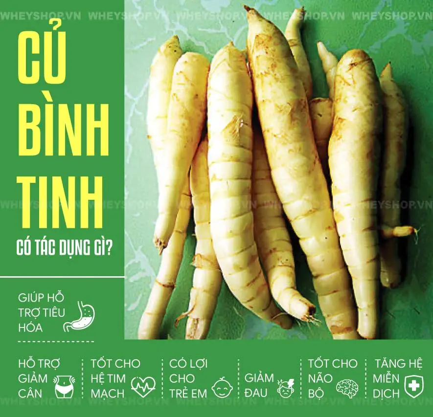 Củ bình tinh là 1 loại thực phẩm quen thuộc ở Việt Nam, được dùng để chế biến thành những món ăn độc đáo, hấp dẫn. WheyShop sẽ tổng hợp chi tiết củ bình tinh...