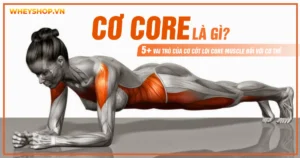 Cơ core là gì? 5+ Vai trò của cơ cốt lõi Core Muscle đối với cơ thể