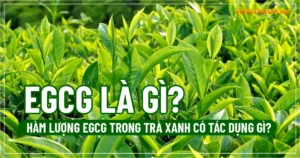 EGCG là gì? Hàm lượng EGCG trong trà xanh có tác dụng gì?