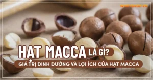 Hạt Macca là gì? Giá trị dinh dưỡng và lợi ích của hạt Macca